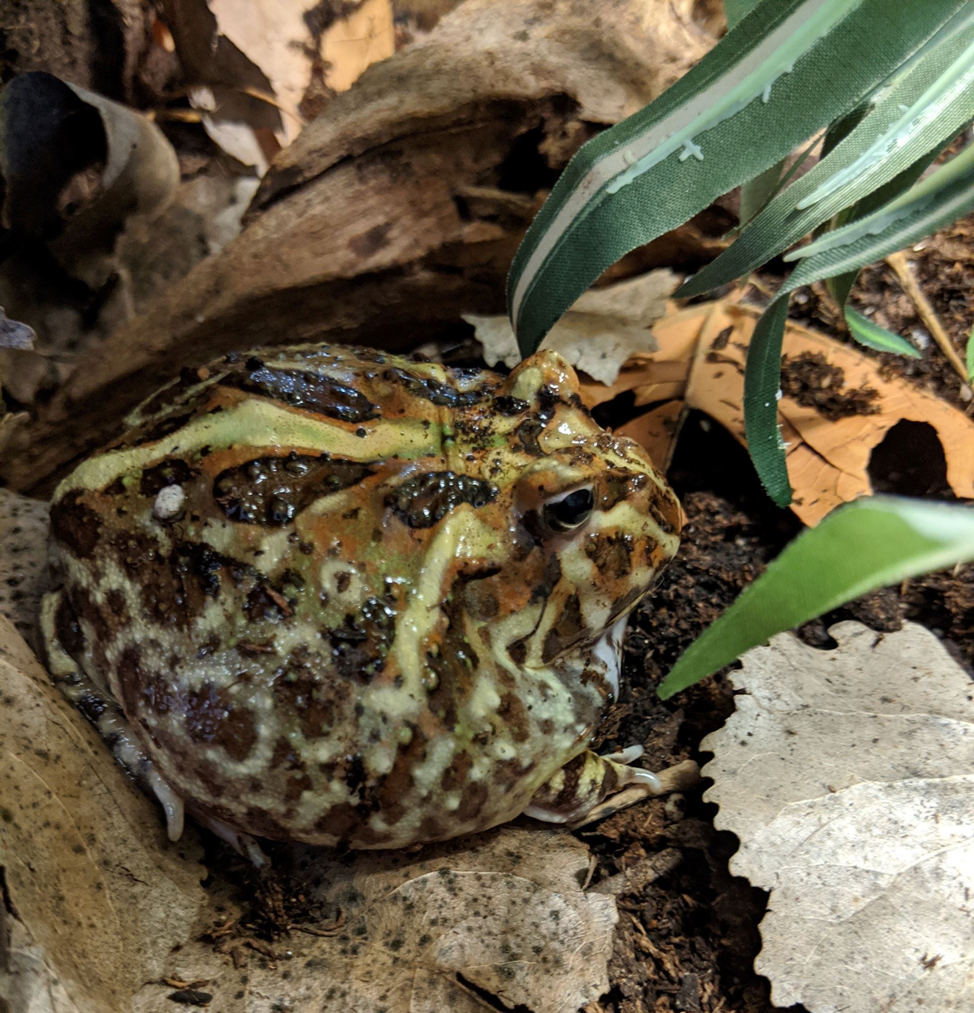 Ornate Horned Frog